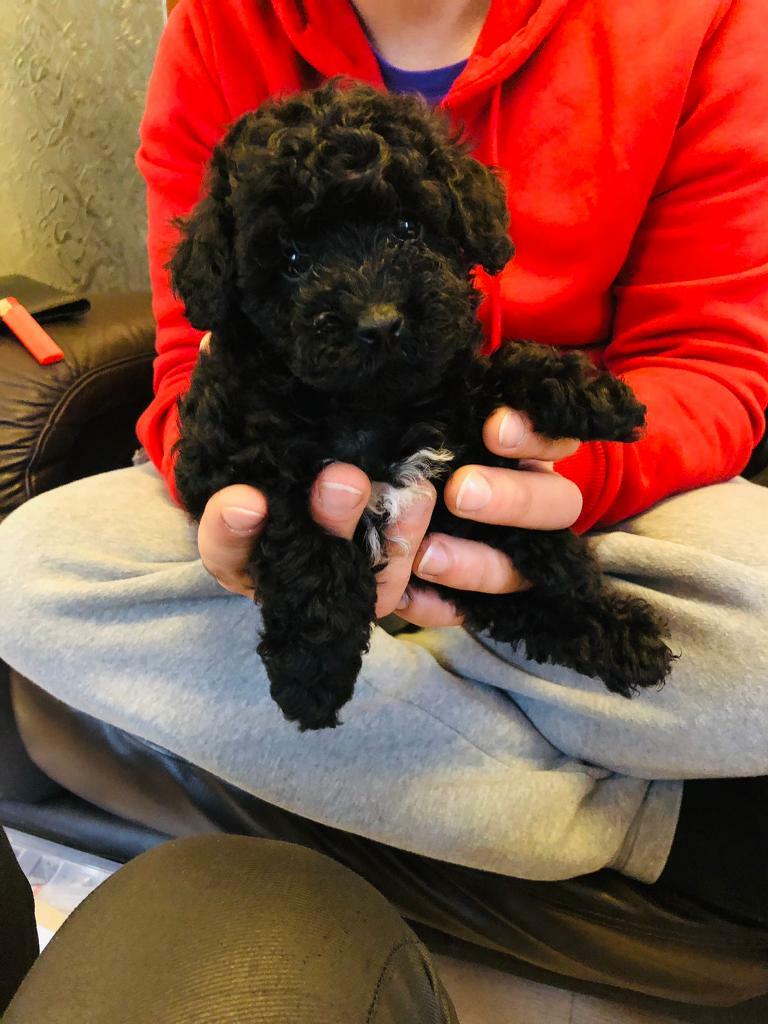 miniature poodle gumtree